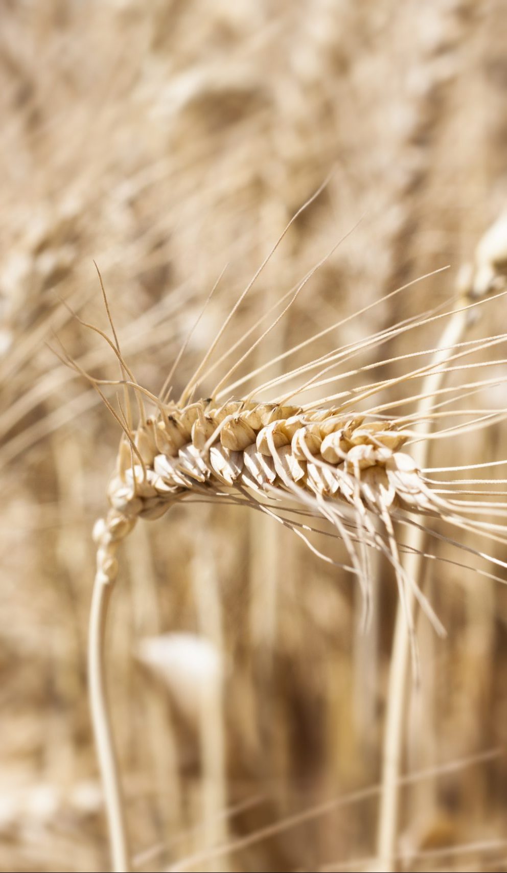 Wheat
